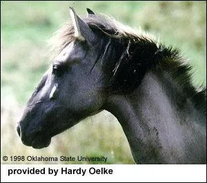 Quelle est cette race ?