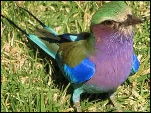 Plus haut, je vous parlais d'oiseau.
Qu'est la bavette pour un volatile ?