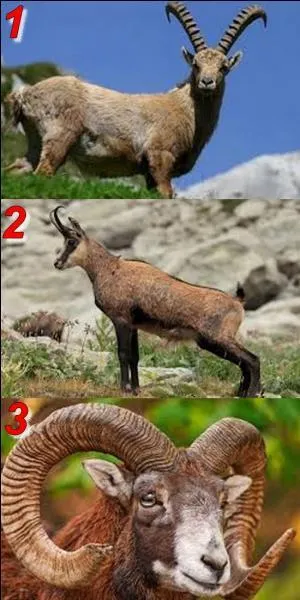 Sur quelle image peut-on voir un chamois ?