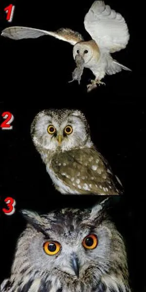 Sur quelle image peut-on voir un hibou ?