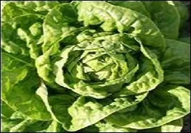 La lechuga aidera à faire glisser tout cela.