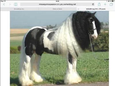 Quelle race est la plus grande du monde ?