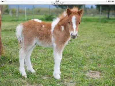 Comment s'appelle le petit du cheval ?
