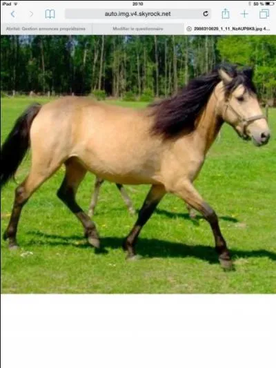 Comment s'appelle la femelle du cheval ?