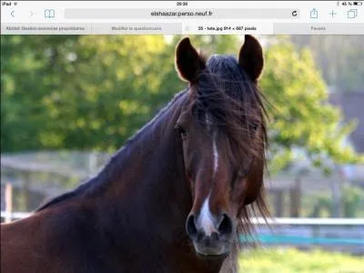 Comment s'appelle le mâle du cheval ?