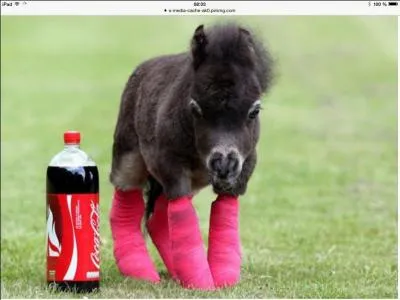 Quel est le nom de la race la plus petite au monde ?