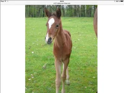 Comment s'appelle la petite du cheval ?