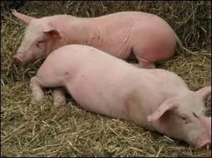 Copains comme cochons = très bons amis