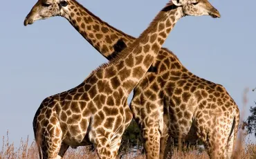 Quiz Girafe
