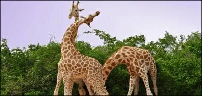 La girafe est l'animal terrestre le plus grand :