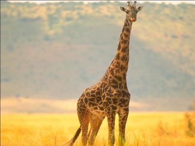 Quelle est la hauteur maximale de la girafe femelle ?