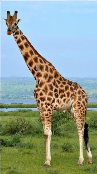 Quelle est la particularité de la girafe ?