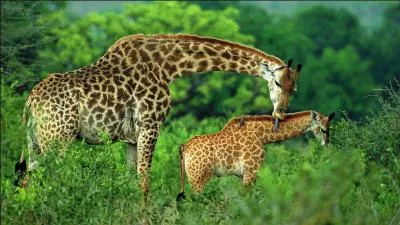 Combien de temps dure la gestation ?