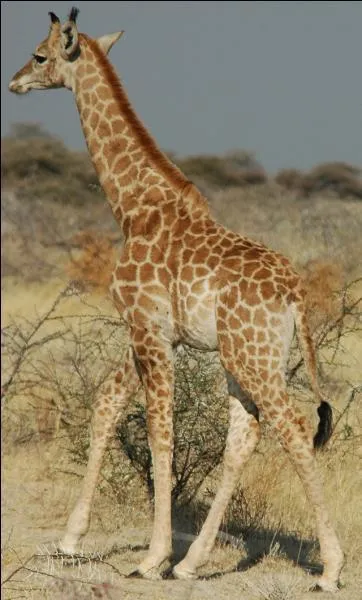 A quel âge la girafe femelle atteint sa maturité sexuelle ?