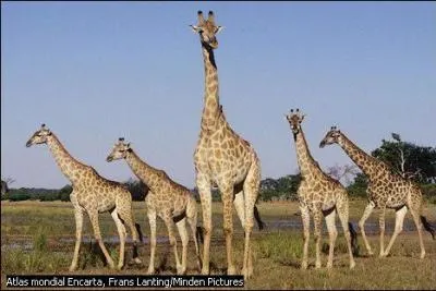 A sa naissance, le girafeau tombe par terre de 2 mètres de haut :