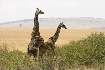 Que font ces girafes ?
