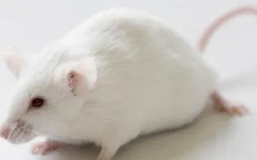 Quiz Souris