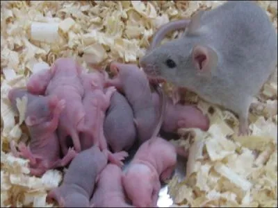Jusqu'à combien de petits peut faire une souris ?