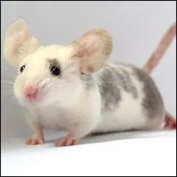 Le rat est le mâle de la souris.