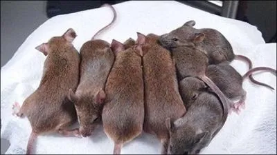 Combien de temps dure le sevrage ?