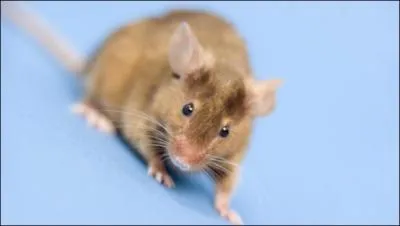 À quel âge le mâle atteint-il sa maturité sexuelle ?