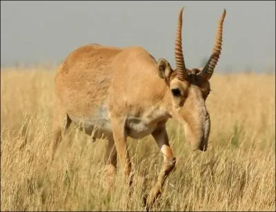 L'antilope saïga, au nez en forme de courte trompe, était déjà présente...