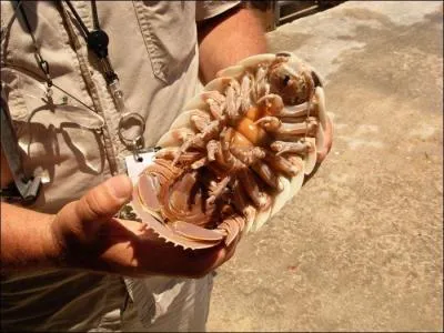 Le bathynome géant est un isopode charognard mesurant 35 cm de long. Sa chair est-elle comestible ?