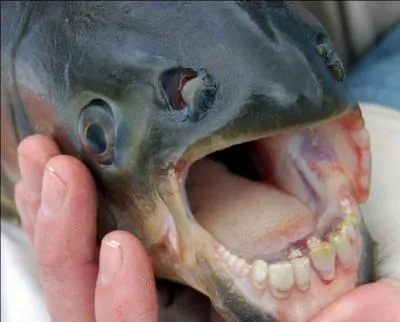 Le pacu fish s'attaquent aux baigneurs en leur mangeant...