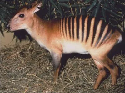 Cette petite antilope africaine, le céphalope-zèbre se trouve couramment en Sierra Leone.