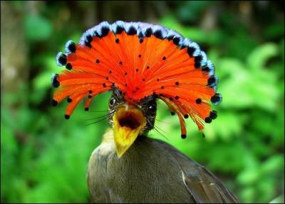 Le moucherolle royal est connu pour son nid de 6 m de long et sa crte rouge chez les mles et...