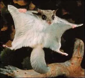 Le cynocephalus variegatus est appelé plus communément...