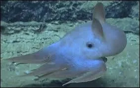La pieuvre Dumbo a la particularité de porter des nageoires sur sa tête. Elle vit dans les profondeurs marines de ... à 4000 m.