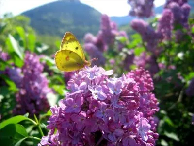 Extraits de son poème "En sortant de l'école", de qui sont les vers" et on l'a écrasé, et la maison s'est arrêtée, et le printemps nous a salués" ?