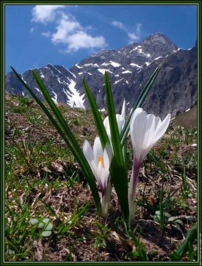 Pour me faire pardonner cette question difficile, je vais vous demander à nouveau quelles fleurs printanières vous voyez en photo ?