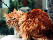 Quelle couleur le chat ne distingue-t-il pas ?