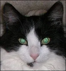 Combien de temps dure la gestation chez un chat ?