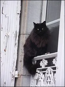 Combien y a-t-il de chats de compagnie en France ?