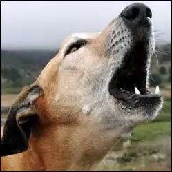 "Être aux abois" signifie :