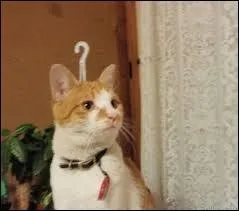 Qui a dit : "Les hommes sont comme les chiens, ils viennent quand on les appelle. Les femmes sont comme les chats, il suffit de les appeler pour qu'elles s'en aillent".