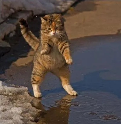 On lui doit des nocturnes, des préludes, des ballades, des mazurkas et des valses, dont la valse minute ou la valse du petit chien et la valse brillante ou la valse du chat. De quel compositeur s'agit-il ?