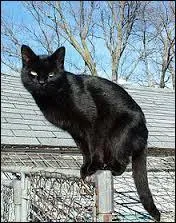 C'est à la fois un amiral britannique, le prénom d'un homme politique africain et d'un journaliste français et aussi le nom du chat noir de Winston Churchill. Alors, trouvez ce prénom.