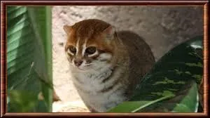 Le nom scientifique de ce félin est : " Prionailurus planiceps". Il a les pattes à moitié palmées, mais doit son nom à une autre de ses caractéristiques. Allez-vous trouver son nom ?