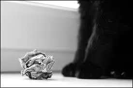 Qui a dit : "Les chats, c'est comme le papier, ça se froisse très vite" ?