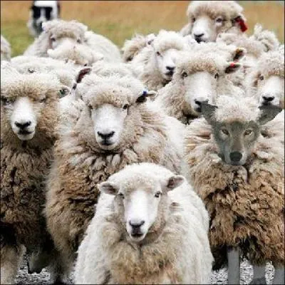 Quelle expression s'accorde le mieux avec l'image ?