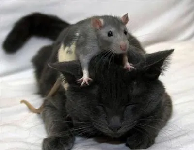 Quelle expression s'accorde le mieux avec l'image ?