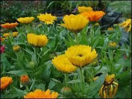 Certaines fleurs se ferment le soir et s'ouvrent le matin. Comment appelle-t-on ce phénomène ?