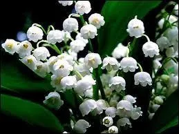 À quelle époque remonte la tradition du muguet le 1er mai ?