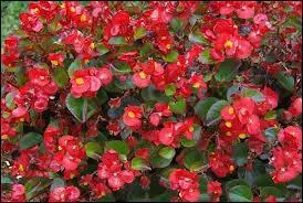 Quel est le nom des fleurs présentes sur la photo ?