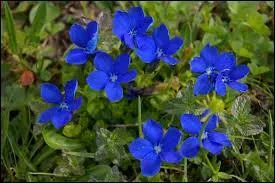 Quel chanteur français interprète la chanson "Fleur bleue" en 1937 ?