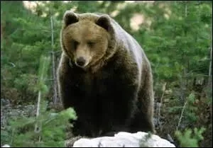 "Un ours mal léché" désigne :